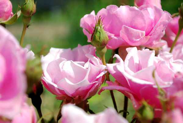 Rosa Rosen