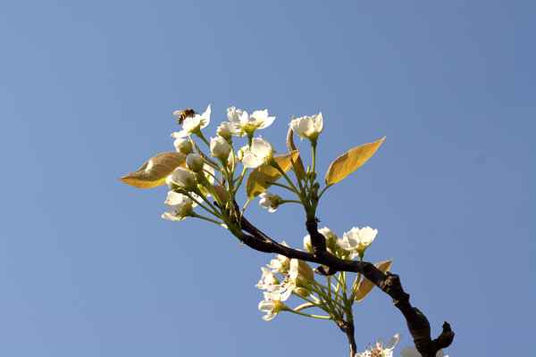 Kirschblüten