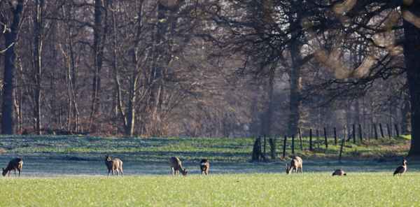 morgenstille