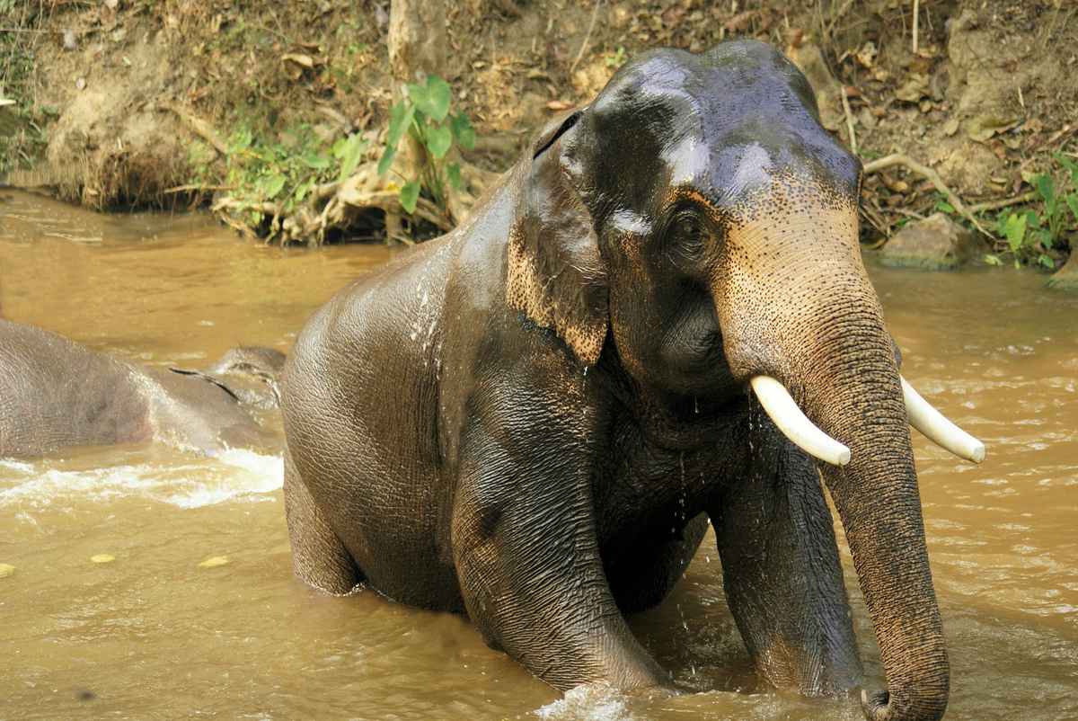 Der Indische Bruder des Chang