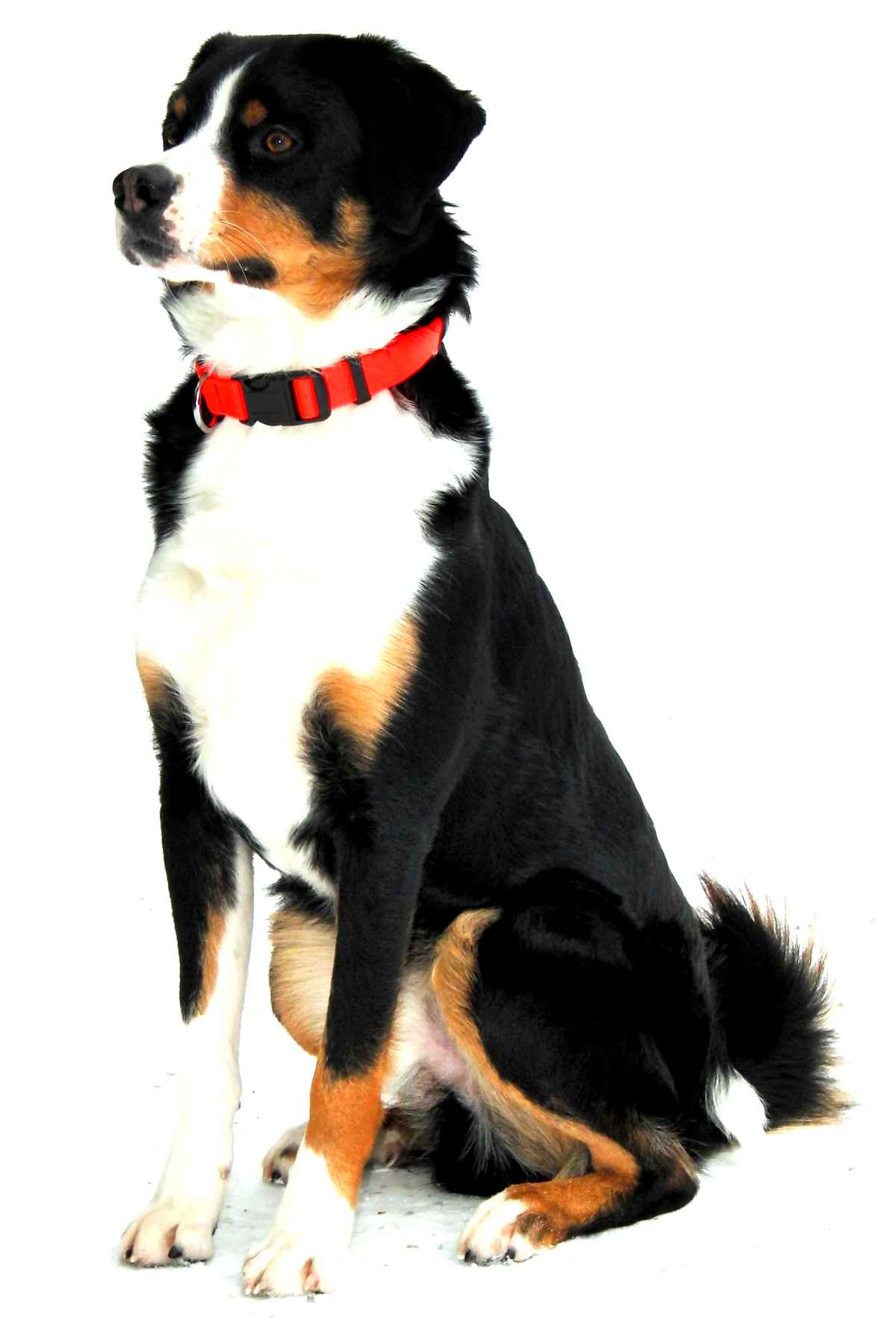 Appenzeller Rüde (Appenzeller Montain Dog)