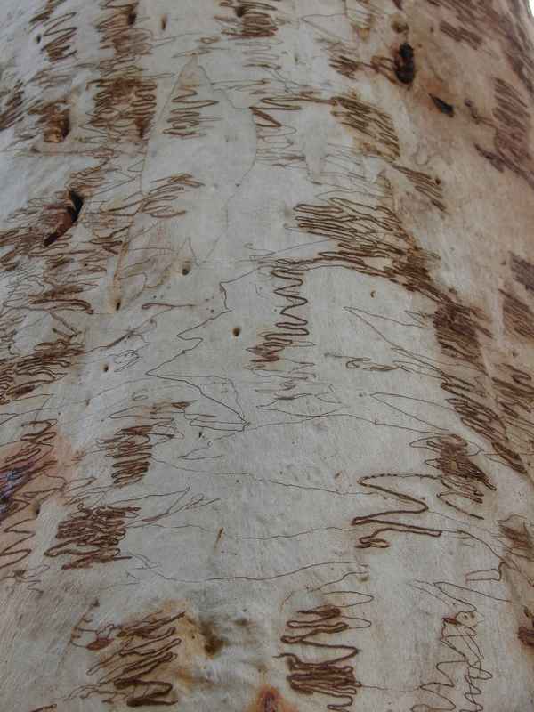 Scribble Gum