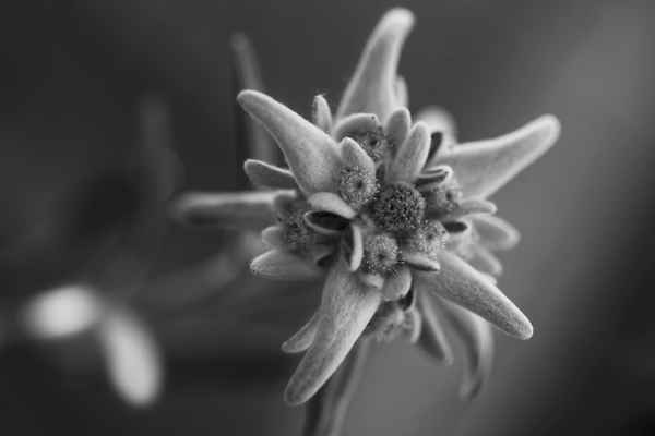 Edelweiss