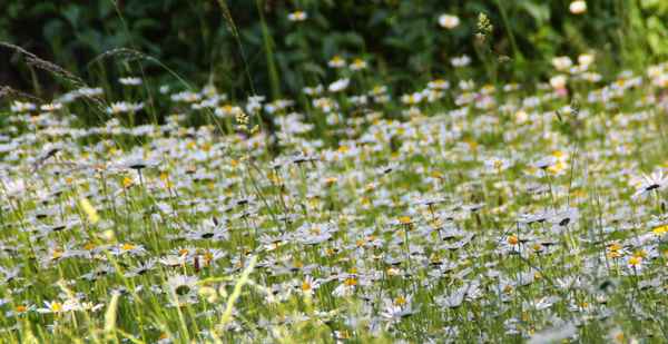 Sonnenblüten 03