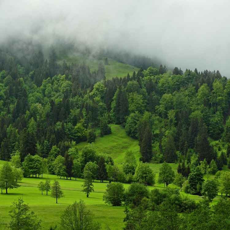 Allgäu im Nebel