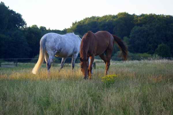 Pferde in der Dämmerung