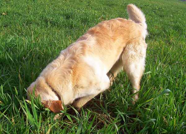 Elli, ja wo ist denn das Mäuschen?