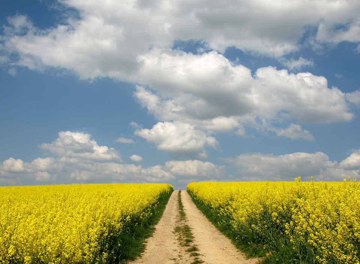 Weg durch Rapsfelder 3
