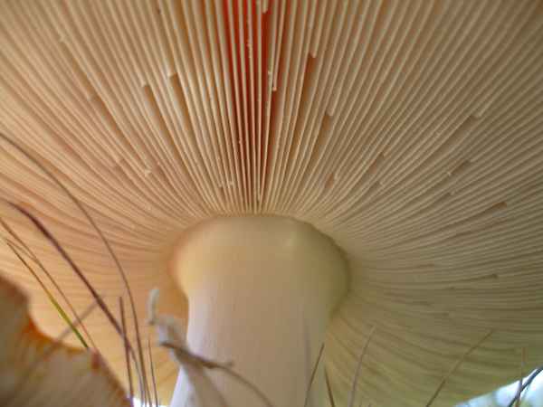 Unterm Fliegenpilz-Schirm