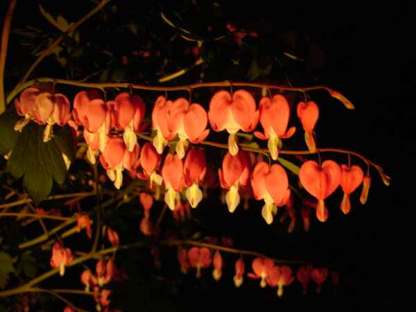 Tränende Herzen in der Nacht  (Dicenta spectabilis)