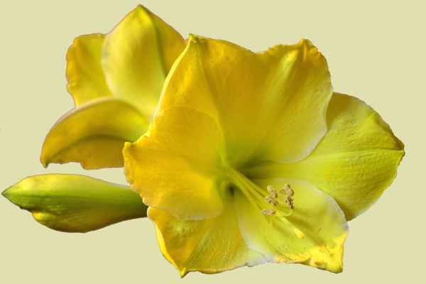 Amaryllis