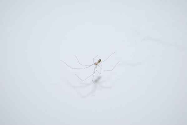 Nützlicher Wohnungsgenosse