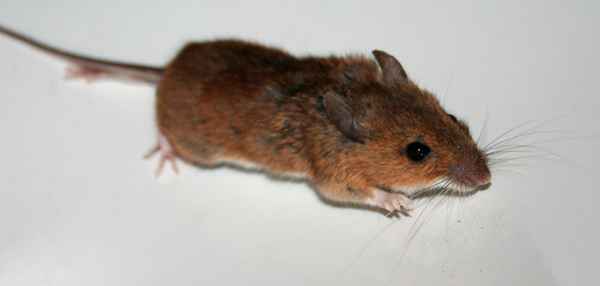 Maus
