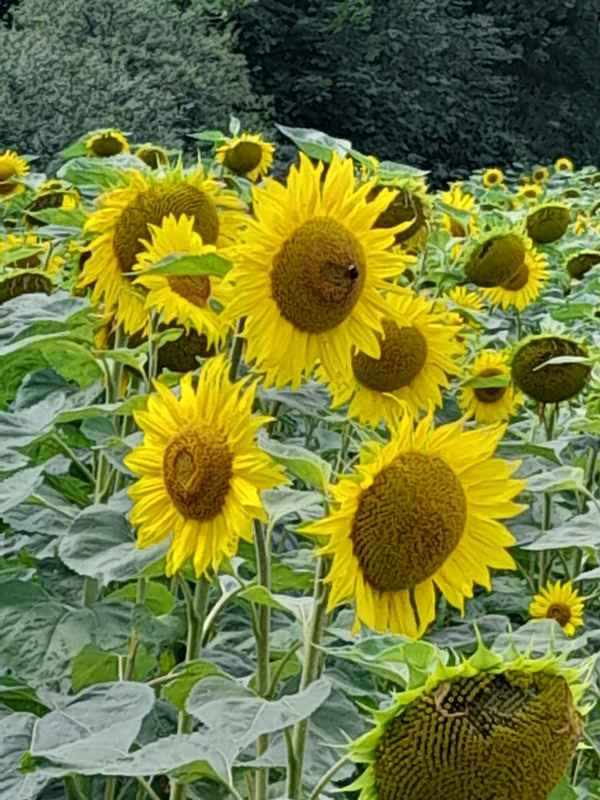 Sonnenblumenfeld!