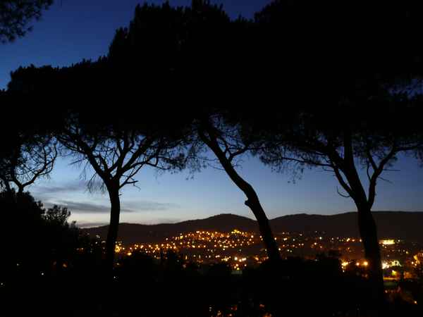 Blaue Stunde unterm Piniendach