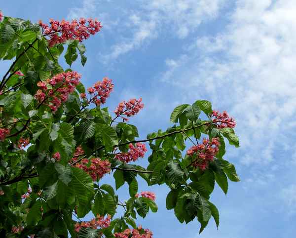 Rote Kastanienblüten