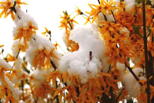 Blüten im Winterkleid