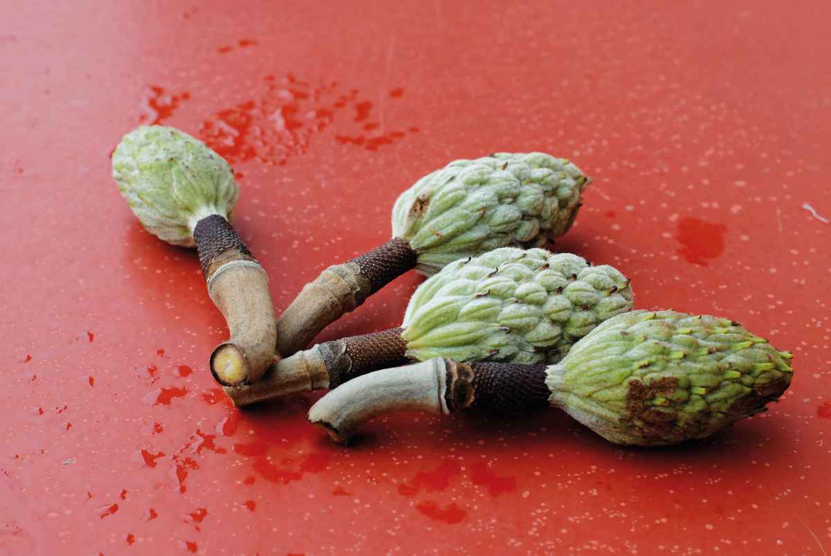 Stillleben mit Magnolienfrüchten