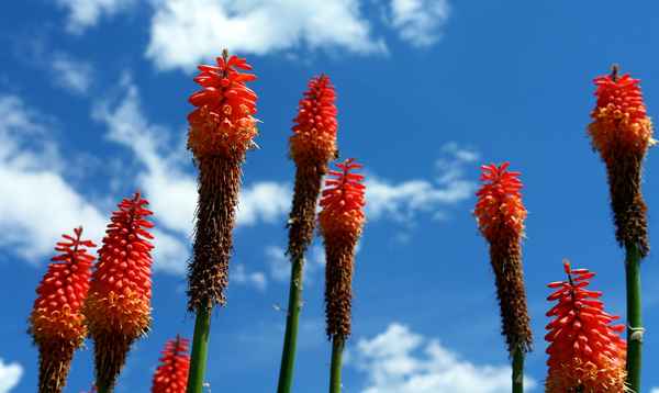rote Blumenraketen himmelwärts