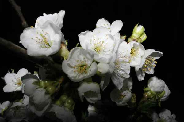 Kirschblüte