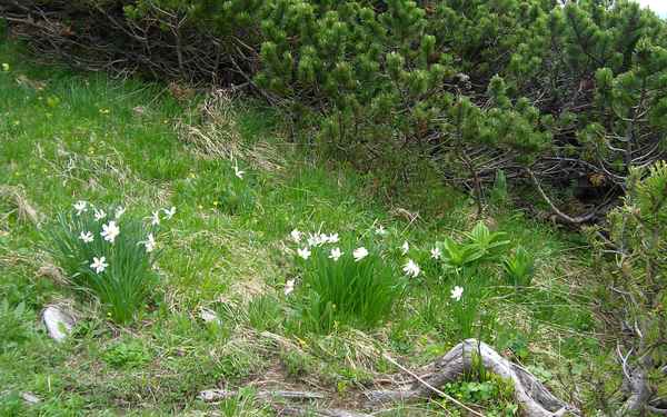 Narzissen & Latschen