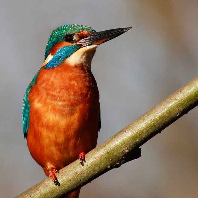 Konservenmaterial Cannon EOS 30D