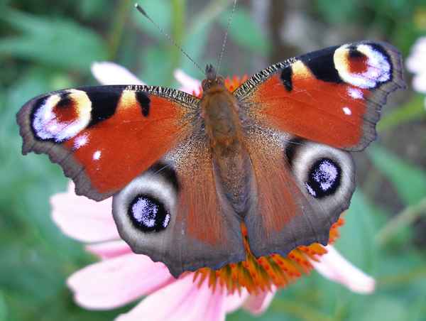 Tag Pfauenauge