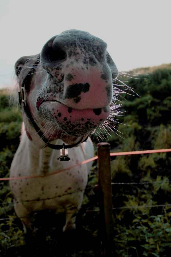 Wie wäre es mir dem Pferdesport Andy