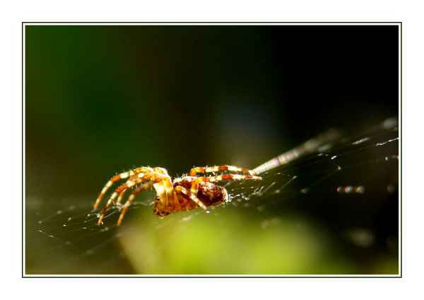 Spinne im Netz