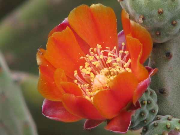 Kaktusblüte