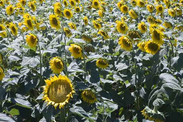 P_sonnenblumen.jpg