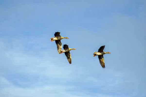 Überflieger