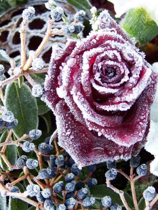 Gefrorene Schönheit