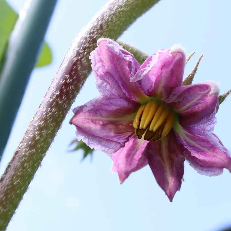 Bluete der Aubergine