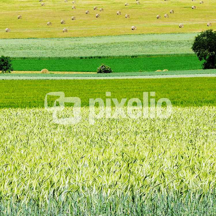 Sommerliche Felder