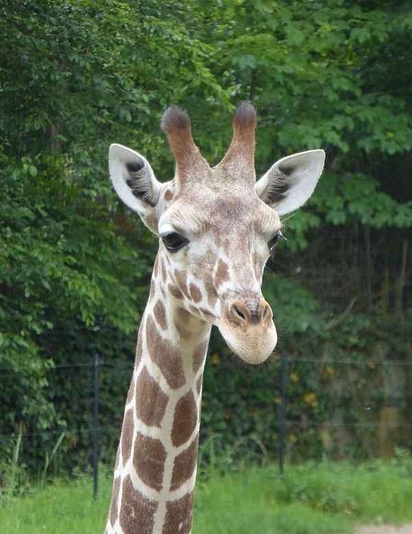 Giraffenporträt