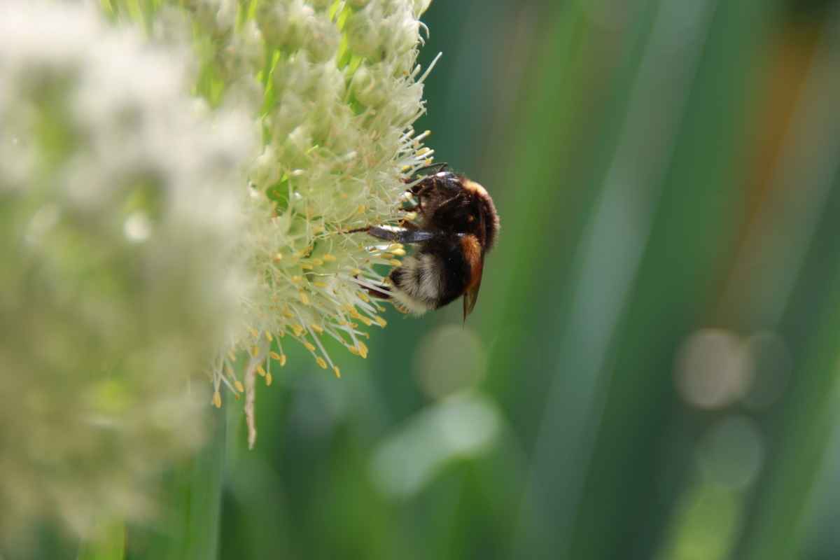 Bumblebee