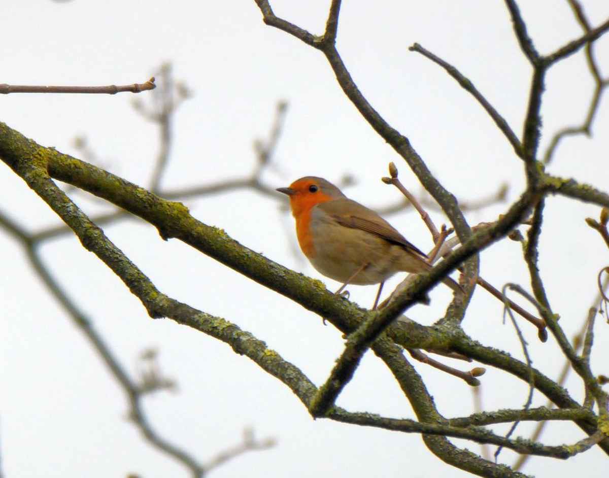 Rotkehlchen im kahlen Baum