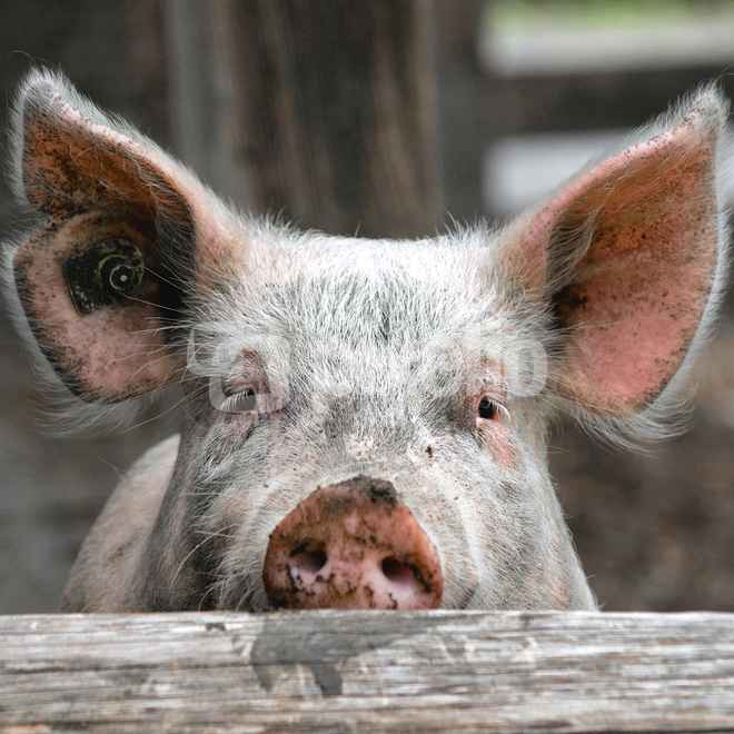 Schweinchen