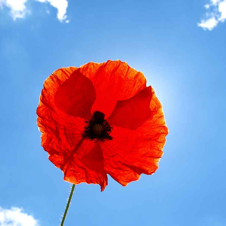 Sonnenschirm