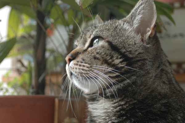 Ulises