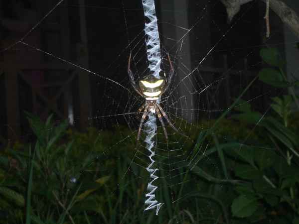 Spinne mit speziellem Netz