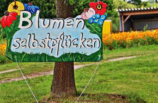 Blumen pflücken