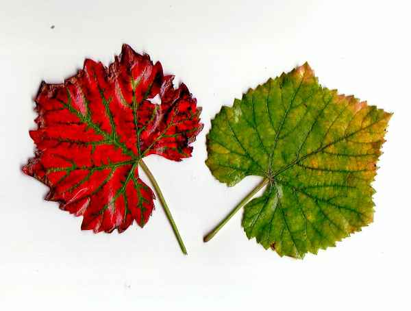 Rot und Grün