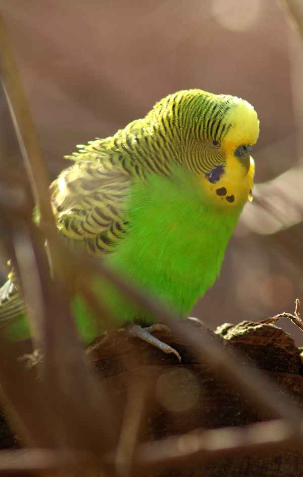 Wilder Wellensittich