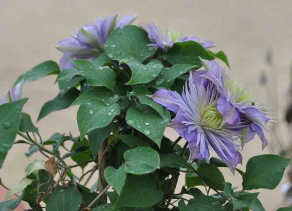 Clematis nach dem Regen