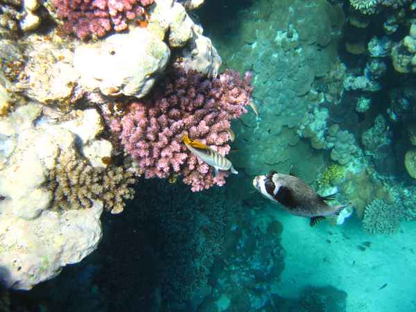 Küssende Fische