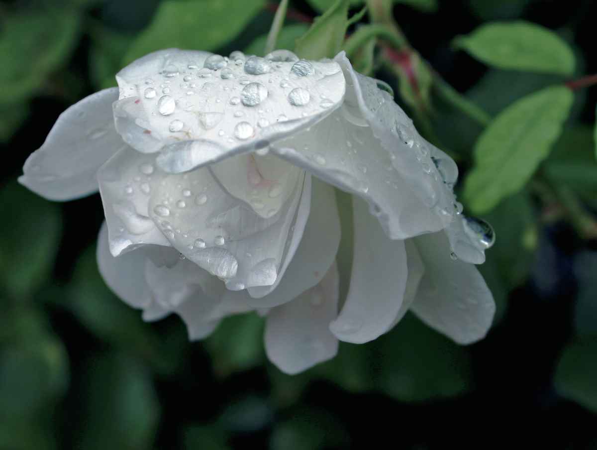 Eine weiße Rose nach dem Regen