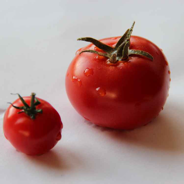 Tomaten
