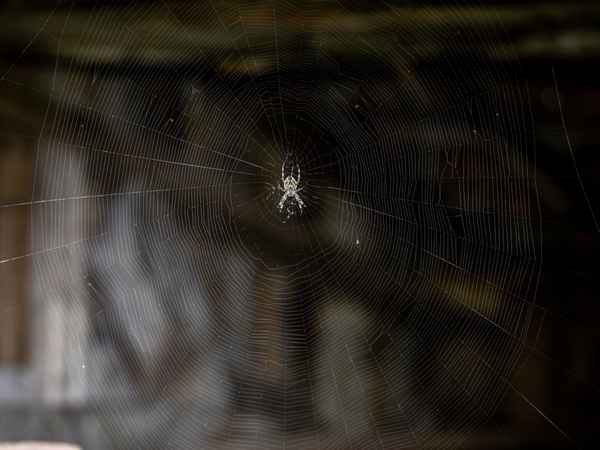 Grandioser Netzbauer